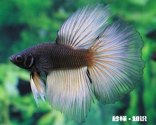 合肥清溪小镇适合儿童游玩吗