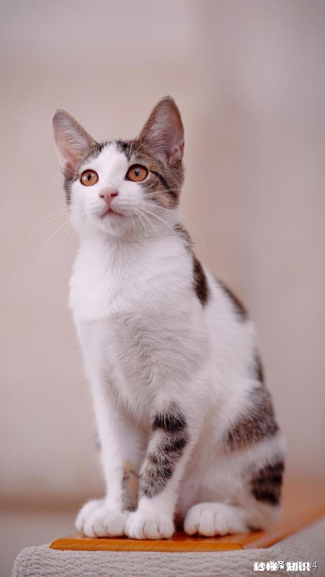 你介意另一半整容吗