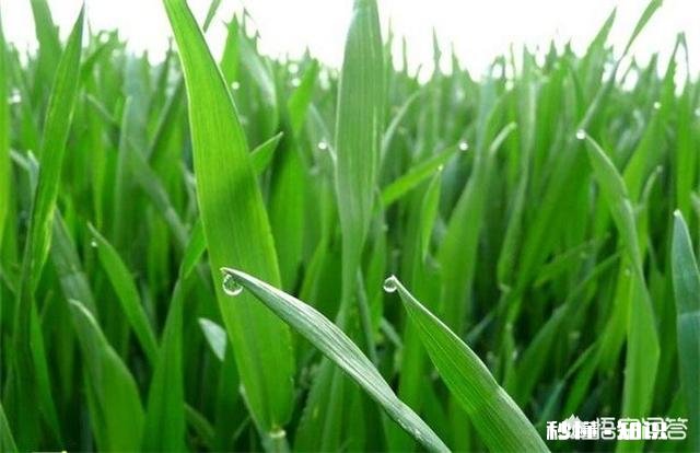 玉米追肥是长效肥好还是尿素好