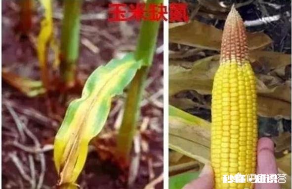 玉米追肥是长效肥好还是尿素好