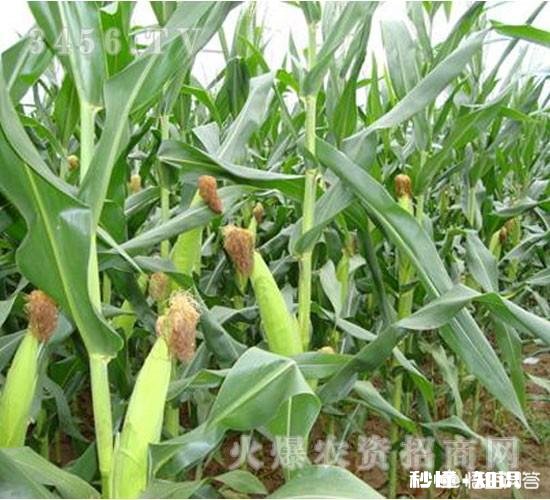 玉米追肥是长效肥好还是尿素好