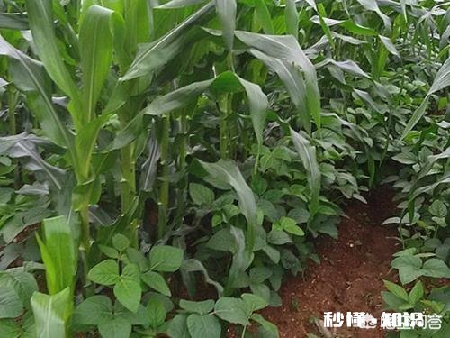 玉米追肥是长效肥好还是尿素好