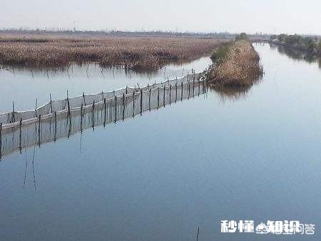 蟹塘水面上有飞上飞下的小虫子是什么原因