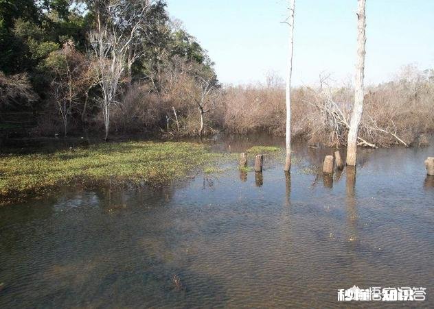 蟹塘水面上有飞上飞下的小虫子是什么原因