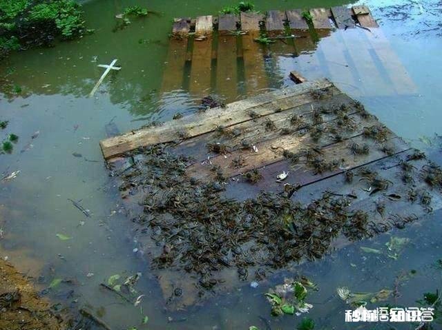蟹塘水面上有飞上飞下的小虫子是什么原因