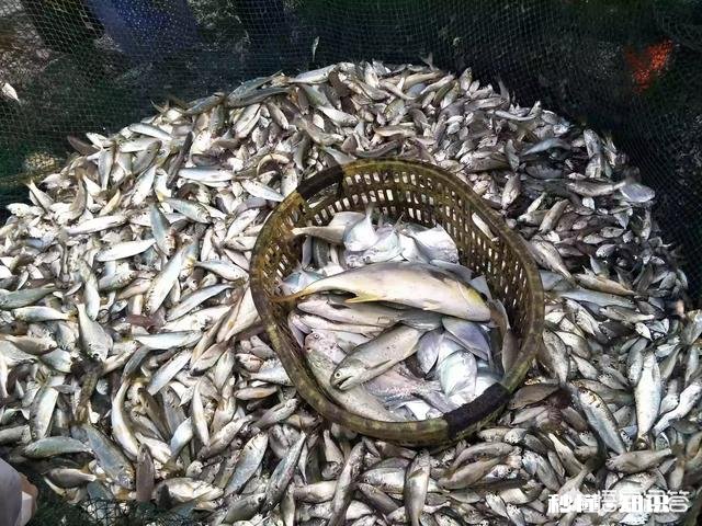 拍短视频卖海鲜怎样做内容