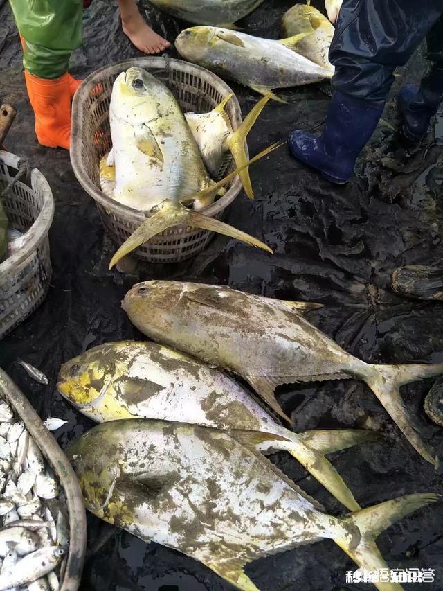 拍短视频卖海鲜怎样做内容