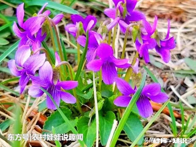 夏天开的紫色小花是什么