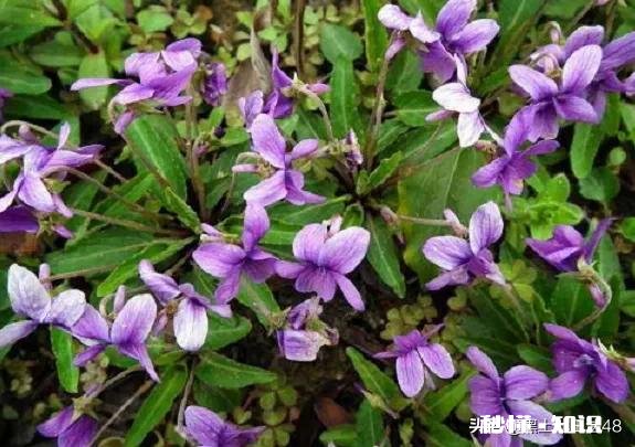 夏天开的紫色小花是什么