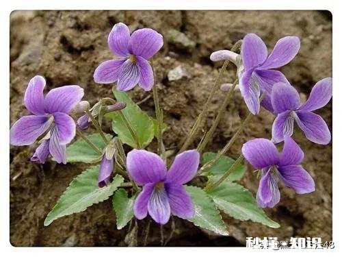 夏天开的紫色小花是什么