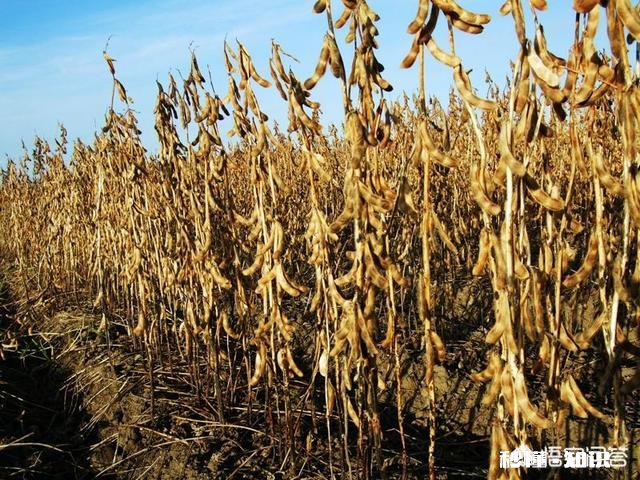 如何提高大豆的功能性