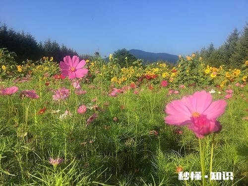 死亡和愚蠢一辈子你觉得哪一个更不能接受