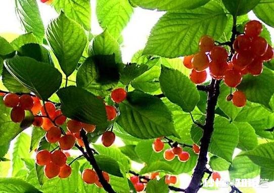 樱桃树结了果为什么不长