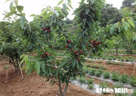 樱桃树结了果为什么不长