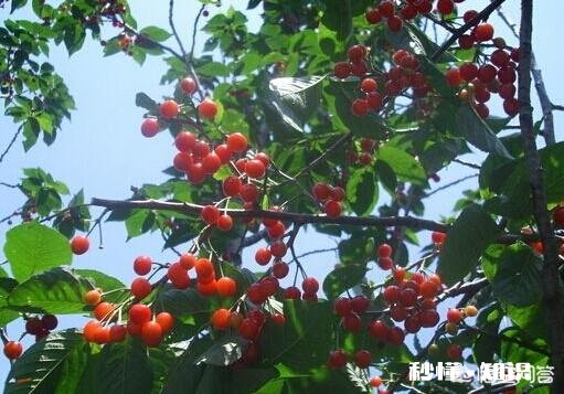 樱桃树结了果为什么不长