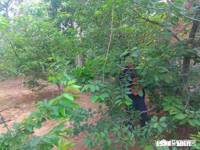 樱桃树结了果为什么不长