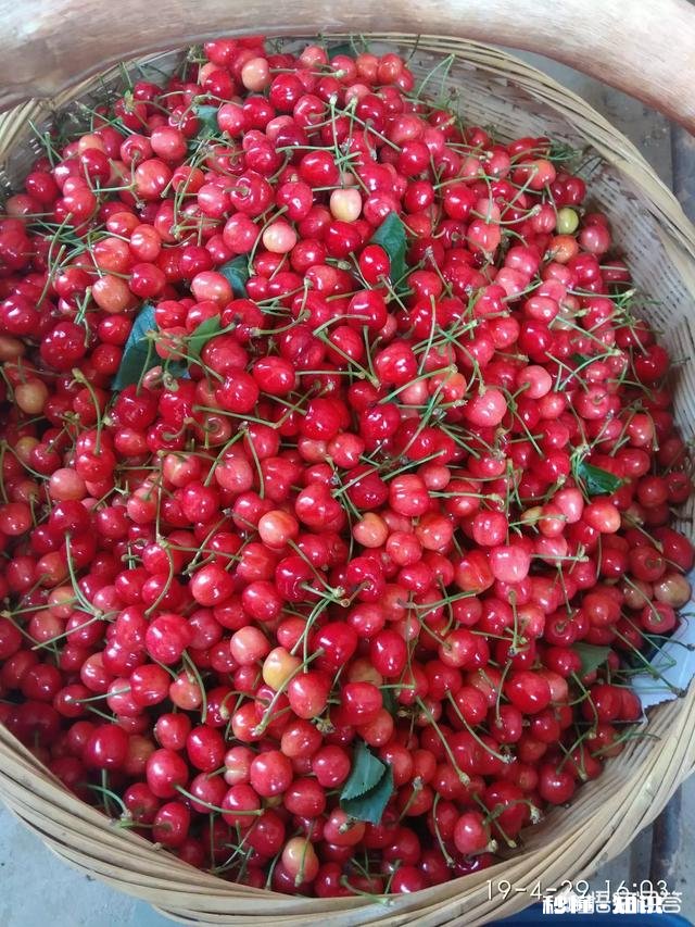 樱桃树结了果为什么不长