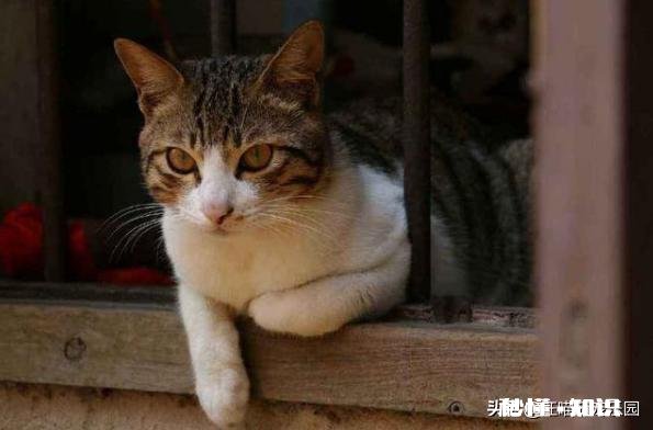 猫一般会跳楼吗