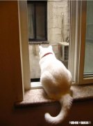 猫一般会跳楼吗