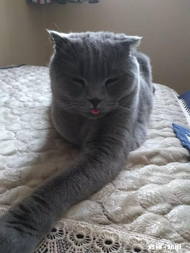 猫一般会跳楼吗