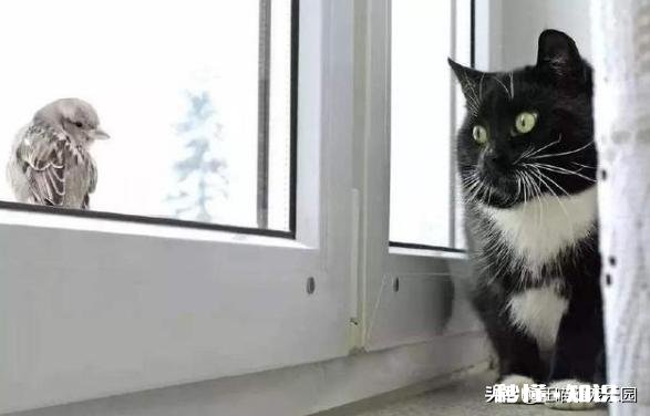 猫一般会跳楼吗