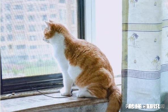 猫一般会跳楼吗