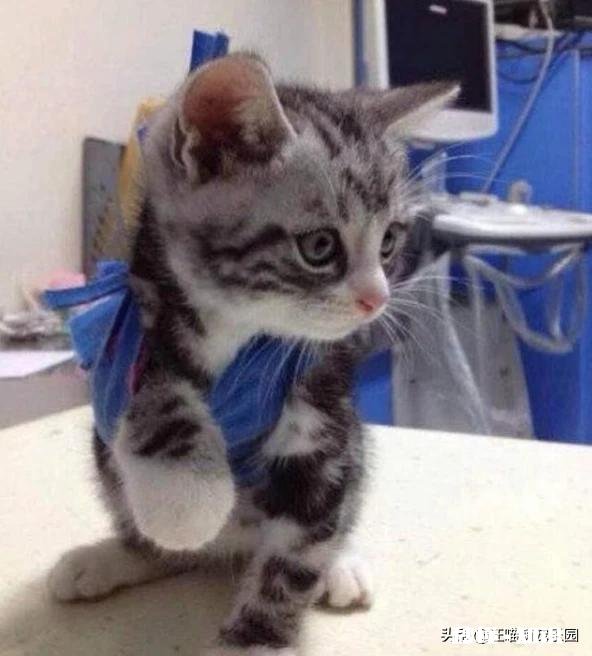 猫一般会跳楼吗