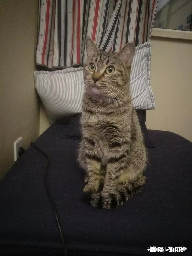 猫一般会跳楼吗