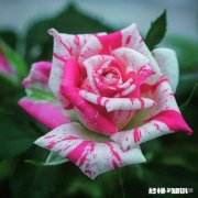 昨天是我老婆生日，但是我忘记了，没准备礼物，她回家后一直不开心，怎么办