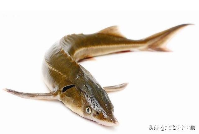 什么鱼刺少比较好吃