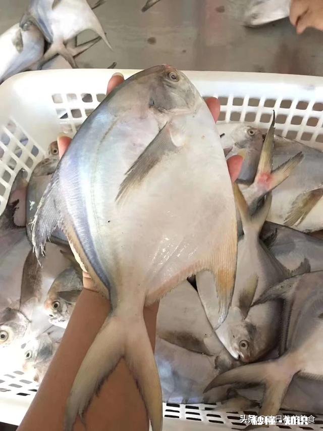 什么鱼刺少比较好吃