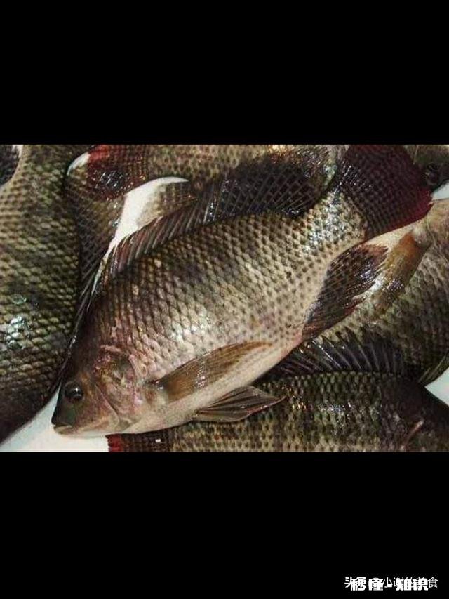 什么鱼刺少比较好吃