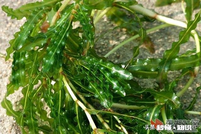 虾田每亩种多少斤麦黄草芽孢好
