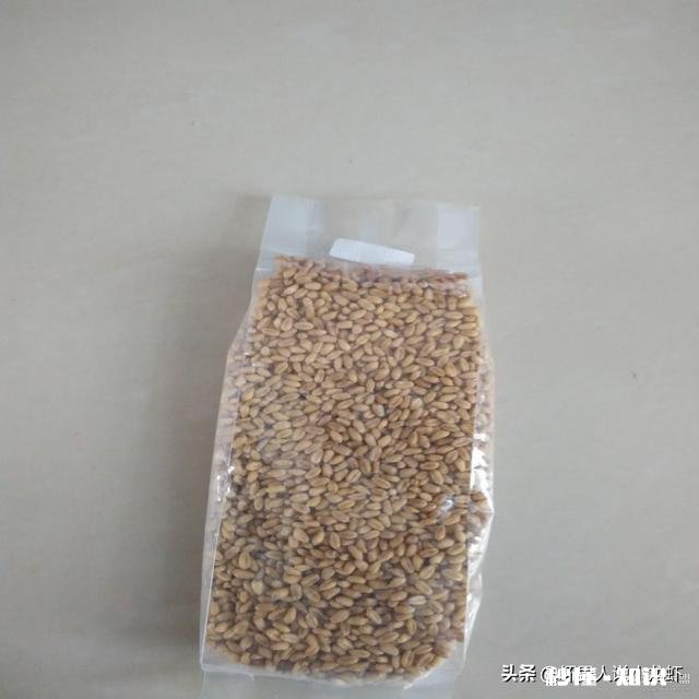 虾田每亩种多少斤麦黄草芽孢好