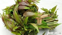 只有春天才长的菜，香椿，怎样才能保存时间更长