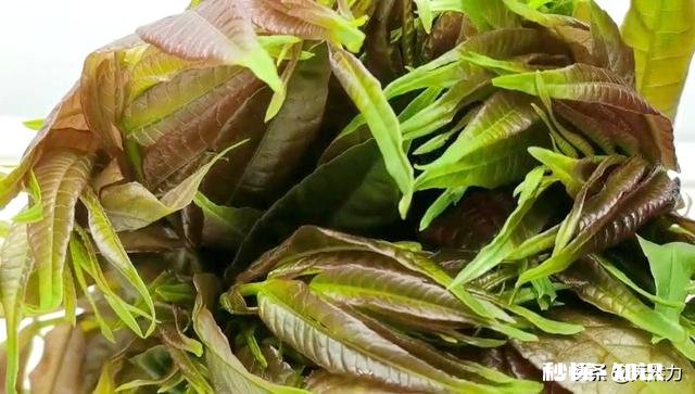 只有春天才长的菜，香椿，怎样才能保存时间更长