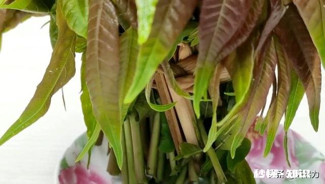 只有春天才长的菜，香椿，怎样才能保存时间更长