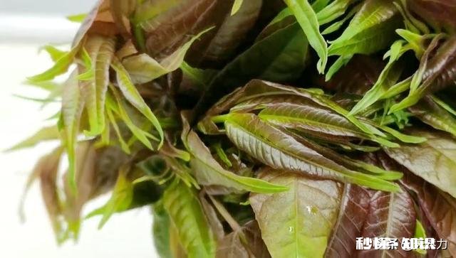 只有春天才长的菜，香椿，怎样才能保存时间更长
