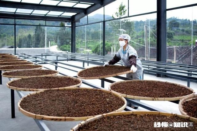 普洱茶的中期茶是什么意思