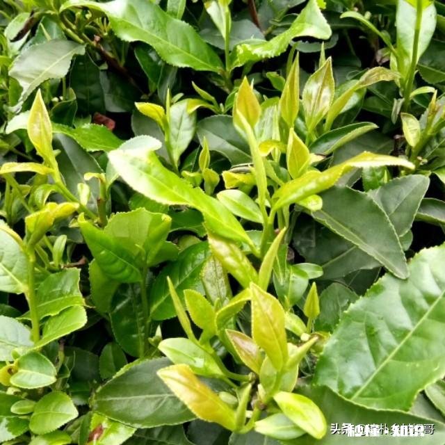 江西境内的春茶，哪一种茶比较好