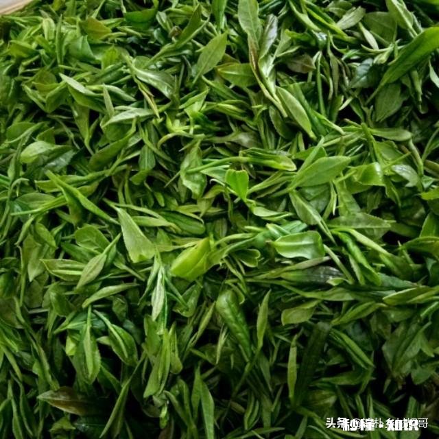 江西境内的春茶，哪一种茶比较好