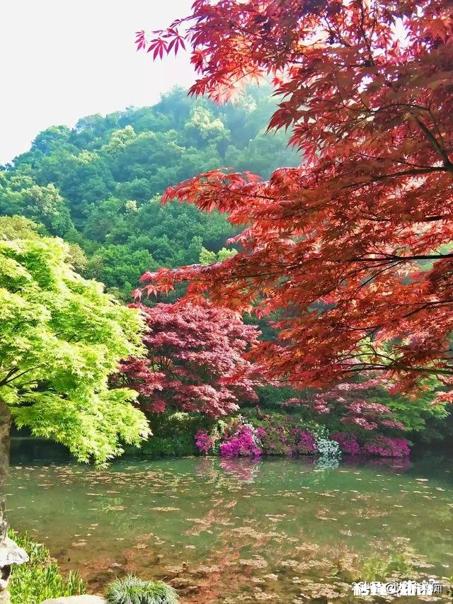 江西境内的春茶，哪一种茶比较好