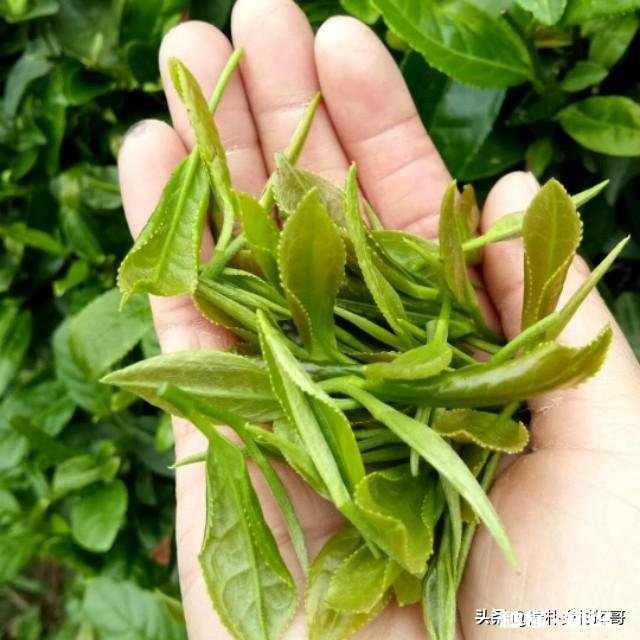 江西境内的春茶，哪一种茶比较好