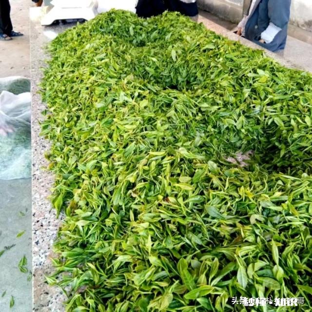 江西境内的春茶，哪一种茶比较好