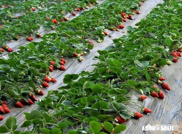 黏性土如何种草莓