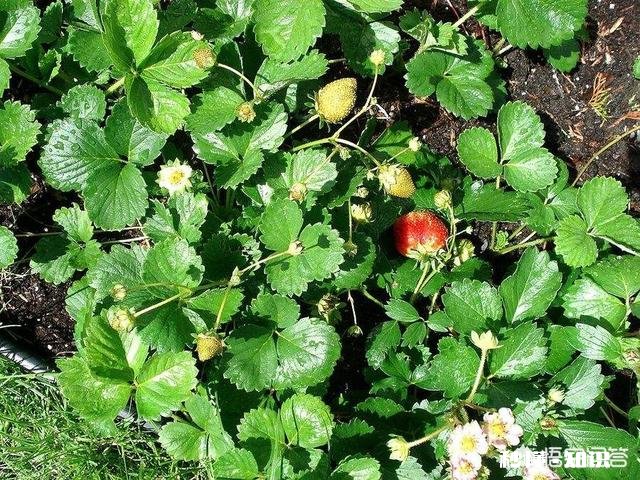 黏性土如何种草莓