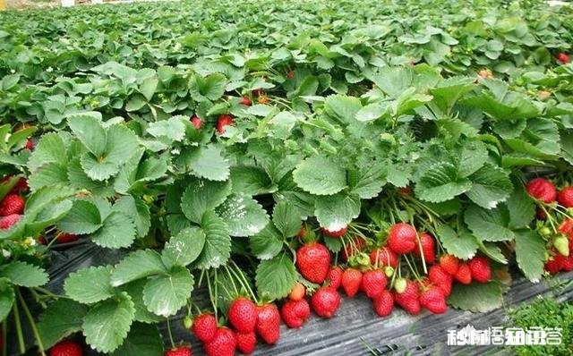 黏性土如何种草莓