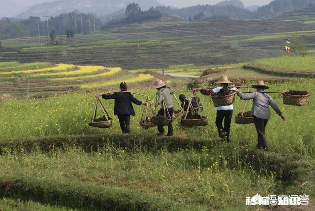 黏性土如何种草莓