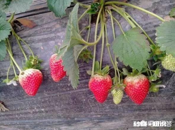黏性土如何种草莓