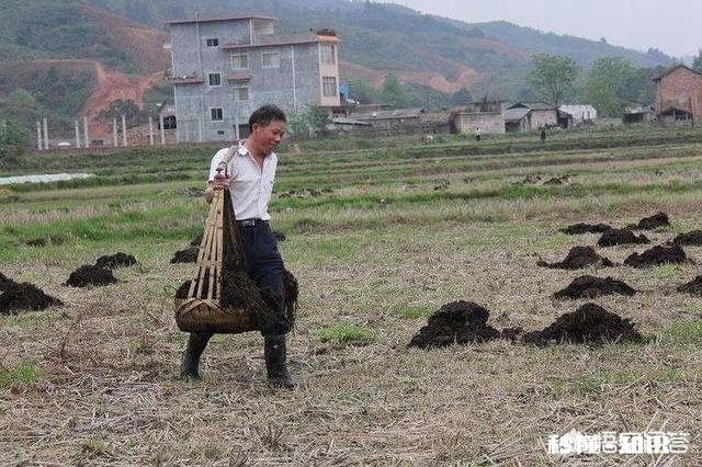 黏性土如何种草莓